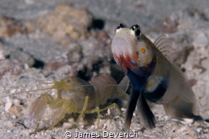 Orange spotted goby with partner shrimp. Amblyeleotris gu... by James Deverich 